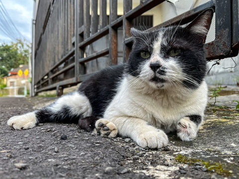Black and white tuxedo cat lounging relaxed on a rough asphalt roadside beside a metal fence, gazing alertly at the camera with green eyes in warm daylight on a residential street.