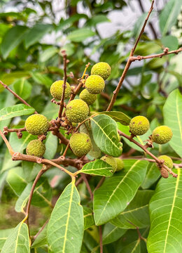 Clusters of young green longan fruits hanging from reddish branches among broad glossy leaves, growing on a tropical tree in a lush orchard with unripe fruits still developing.