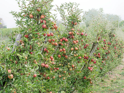 (Malus domestica) An orchard of "Elstar" variety apple-trees lined up in the form of hedges, laden with numerous bright yellow-green and red table apples