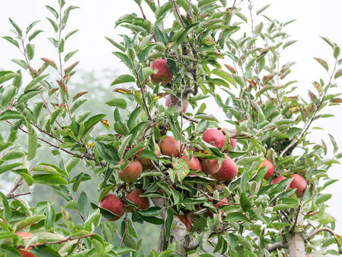 (Malus domestica) An 'Elstar' variety apple tree with well-ventilated, upright branches covered in beautiful foliage and producing abundant yellow-green, tinged with bright red autumn apples