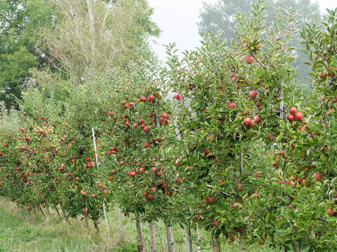 Malus domestica 'Elstar' | Autumn apple or orchard apple, fruit-tree with agricultural production of popular and tasty eating appels with yellow, red and pinkish skin and white aromatic flesh
