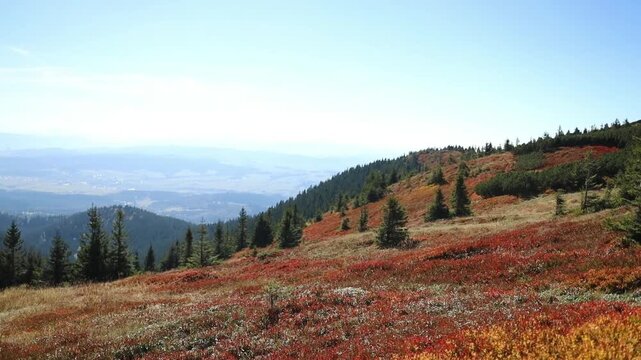 Scenic wide shot of rolling hills and alpine slopes covered with red and yellow autumn bushes under a clear blue sky in the mountains. 