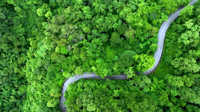 Winding road surrounded by tropical forest showcasing biodiversity conservation, Sustainable Infrastructure, Renewable Energy support, Carbon Credit opportunities, ESG leadership, and Net Zero busines