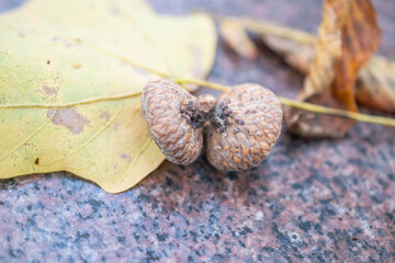 acorn on a green background, fall backgrounds, bokeh backdrop © Stock fresh 