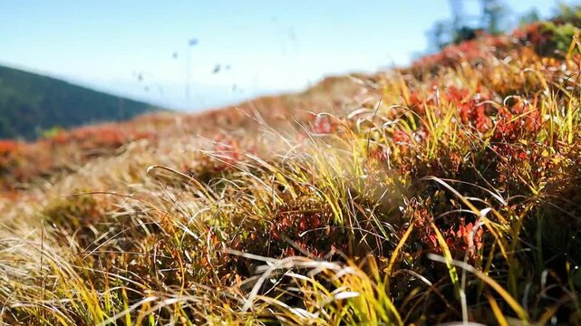 Detailed view of red and yellow autumn bushes and dry grass on a hillside, captured in bright sunlight against a blue sky in the mountains. 