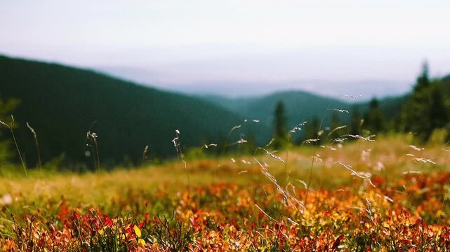 Close-up of wild dry grass and colorful red autumn blueberry bushes on a hillside, captured in warm counter-light on a bright sunny day in the mountains.