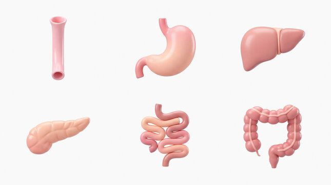 3D icon set of human digestive system organs isolated on white