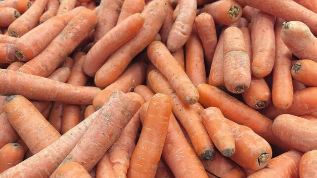 A bountiful collection of fresh carrots fills the market setting. Their bright orange hue and varied shapes create an inviting sight, showcasing nature's harvest in all its glory.