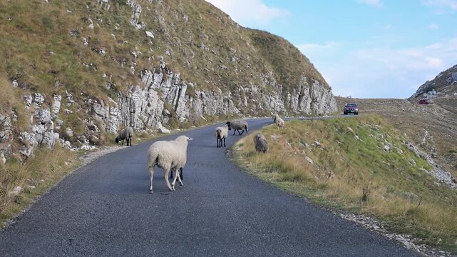 Flock of sheep walking along a paved mountain road in a rural area. Livestock animals crossing and walking on an asphalt highway in the highlands.