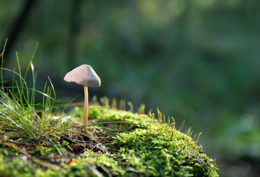 Tiny wild mushroom mycena growing in green moss forest floor close up macro