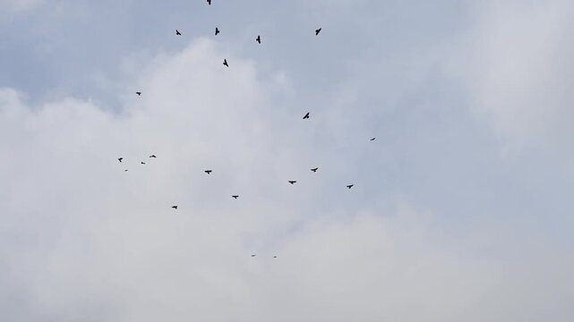 A large flock of dark-colored birds flying together against an overcast sky. Silhouettes of crows or ravens soaring through a pale cloudy atmosphere.
