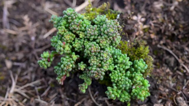 White stonecrop succulent plant growing naturally on a rugged mountain slope. Sedum album thriving amidst rocks in a high-altitude alpine environment.