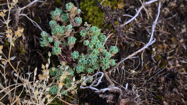 Succulent stonecrop growing among natural rocks. Rock loving perennial succulent species in natural rocky habitat.