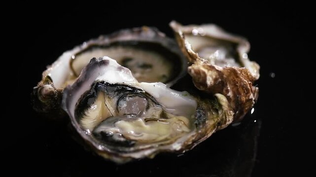 Oysters close up over black background, open french Fine de Claire oysters. Healthy sea food. Oyster dinner in restaurant. Gourmet food, delicatessen, macro shot 
