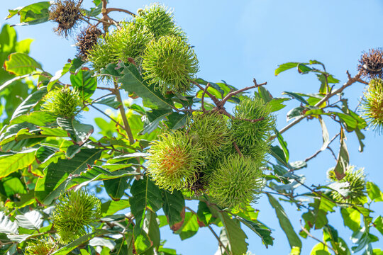 Green rambutan fruit grow on branches beneath tropical sky on Koh Samui, Thailand. Tropical fruit cultivation, Asian agriculture, ripening process, local farming, exotic produce