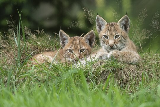 Young lynx (Lynx lynx), Haltern, North Rhine-Westphalia, Germany
