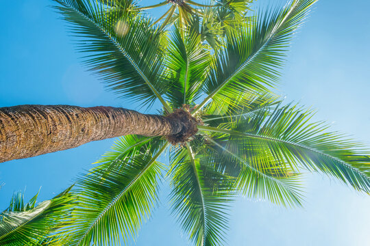 Coconut palm tree with green fronds under clear blue tropical sky on Koh Samui, Thailand. Tropical island vacation, beach holiday background, summer travel, exotic relaxation, paradise destination