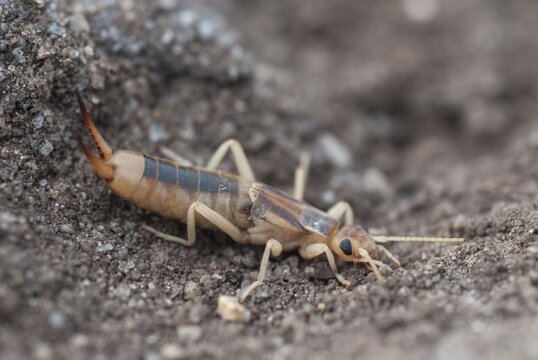 Brandenburg, Germany, Giant Earwig, Labidura Riparia, Nabu, national natural heritage, natural paradise Gr&uuml;nhaus, sandearworm, post-mining landscape, green house, insects, earwigs