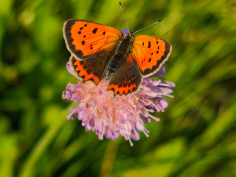A large scarce copper butterfly enjoys the warm sun on a flower.