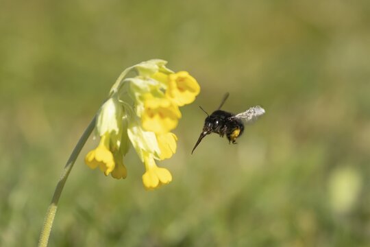 Ashy mining bee (Andrena cineraria) adult insect flying towards a Cowslip flower in spring, Suffolk, England, United Kingdom