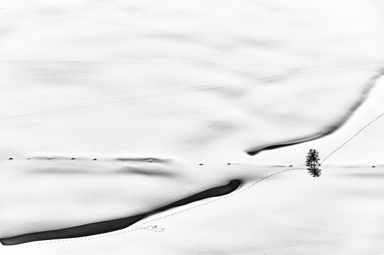 Deeply snow-covered stream with small tree and animal tracks, Scharzwassertal, Ritzlern, Kleinwalsertal, Vorarlberg, Austria