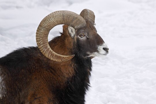 Mouflon (Ovis ammon musimon), ram in winter in the snow, animal portrait, captive, Germany