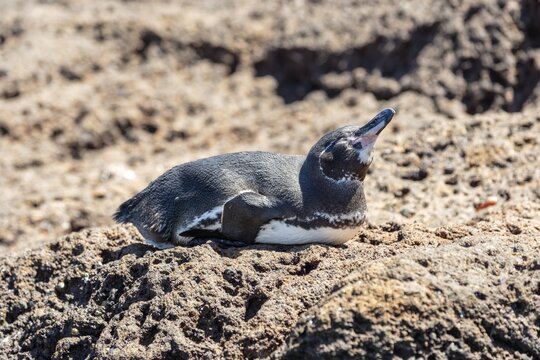 Galapagos penguin (Spheniscus mendiculus), Galapagos, Ecuador