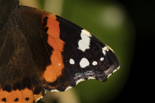 Red admiral butterfly (Vanessa atalanta) adult insect close up of a single wing in summer, England, United Kingdom