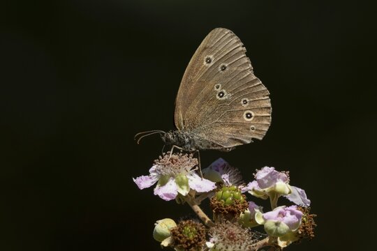 Ringlet butterfly (Aphantopus hyperantus) adult insect feeding on a Bramble flower in summer, Suffolk, England, United Kingdom