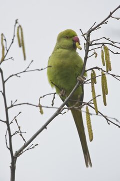 Rose-ringed parakeet (Psittacula krameri), Rhineland-Palatinate, Germany