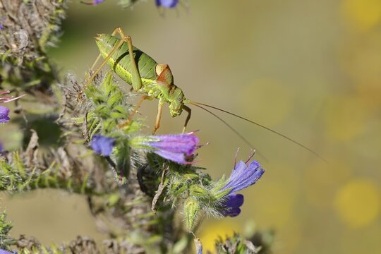 Steppe saddle grasshopper, Steppe saddle grasshopper (Ephippiger ephippiger), male, Long-toed grasshopper, Red List of Germany, Species of Special Concern, Cochem, Moselle, Rhineland-Palatinate, Germany