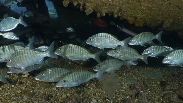 Shoal of sand steenbras (Lithognathus mormyrus) . Dive site Wreck of the Condesito, Las Galletas, Tenerife, Canary Islands, Spain