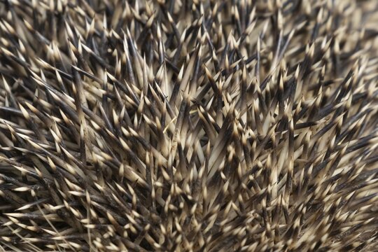 European hedgehog (Erinaceus europaeus) adult animal close up of its spines, England, United Kingdom