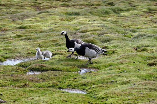 Grazing barnacle geese and chicks (Branta leucopsis), Longyearbyen, Spitsbergen Island, Svalbard Archipelago, Norway
