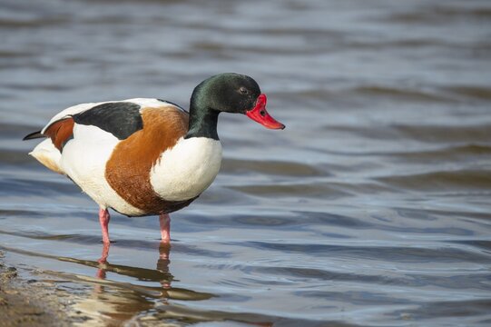 Common shelduck (Tadorna tadorna), Shelduck, Coast, Texel, Netherlands