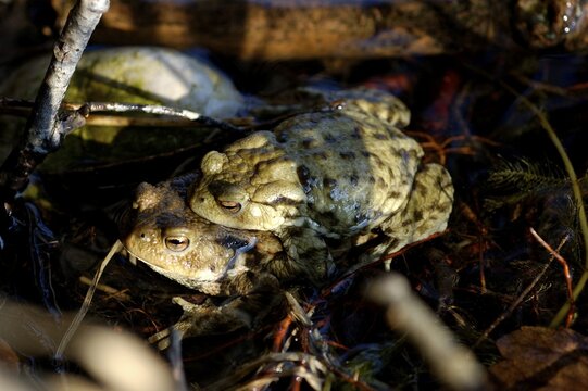 A pair of common European toads ( Bufo bufo ) pairing in water