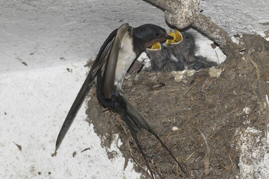 Barn Swallow (Hirundo rustica) feeding young birds in the nest in a cowshed, Lower Austria, Austria