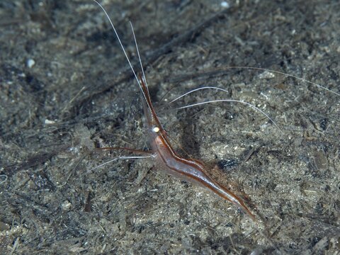 A reddish-brown shrimp with long antennae, unicorn shrimp (Plesionika narval), on the seabed in the Mediterranean near Hy&egrave;res. Dive site Les Grottes, Giens peninsula, Provence Alpes C&ocirc;te d'Azur, France