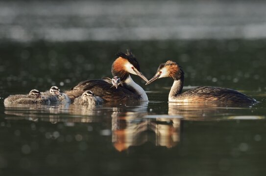 Great Crested Grebe (Podiceps cristatus) with chicks, North Rhine-Westphalia, Germany