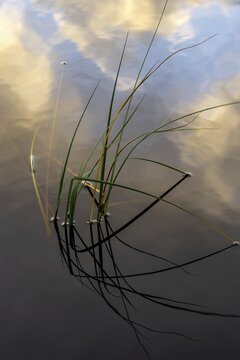Reflection of blades of grass and clouds in a lake, Aviemore, Scotland, Great Britain