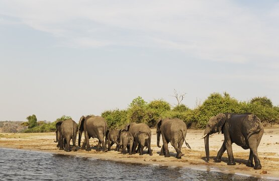 African Elephant (Loxodonta africana), breeding herd has been drinking at the bank of the Chobe River, photographed from a boat, Chobe National Park, Botswana