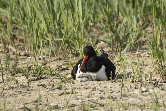 Eurasian oystercatcher (Haematopus ostralegus) adult wading bird seemingly adopted a Pied avocet (Recurvirostra avosetta) juvenile baby chick on an island in summer, RSPB Minsmere nature reserve, Suffolk, England, United Kingdom
