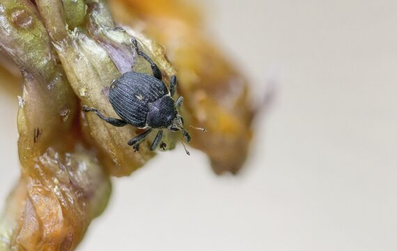 Iris weevil, mononychus punctum album, weevil, iris weevil, white spotted iris weevil, yellow flag borer, beetle, coleoptera, insects, beetles