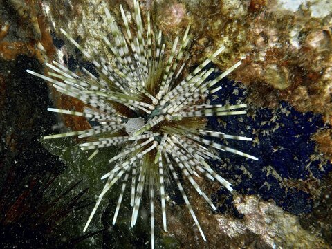 A striking sea urchin with patterned spines, the banded sea urchin (Echinothrix calamaris), in a rocky marine environment, at the Secret Bay dive site, Gilimanuk, Bali, Indonesia