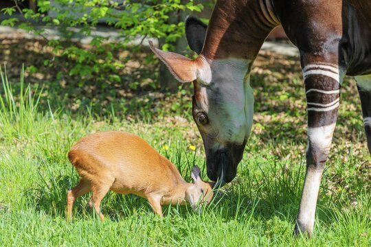 Best friends. An okapi (Okapia johnstoni) licks a Red Forest Duiker (Cephalophus natalensis) on a green meadow on a sunny day
