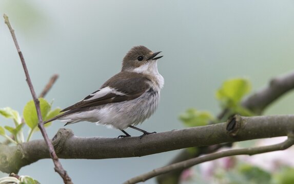 Ficedula hypoleuca, pied flycatcher, mourning snapper, mourning snapper, birds, song, male, passeri, singing, songbirds, birds