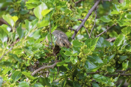 A fully grown ground squirrel (Spermophilus citellus) climbs a black mulberry tree (Morus nigra) (a rare sight) to reach the flowers. Austria