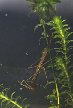 Ranatra linearis, stick bug, water needle, water stick bug, aquatic, high size, portrait format, insects, bugs, water bugs