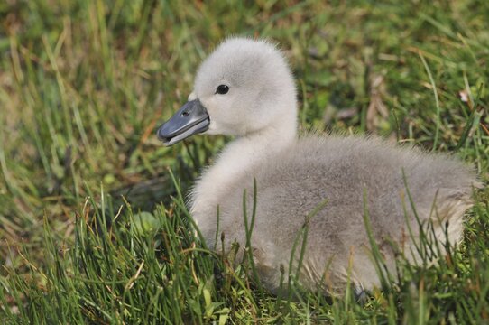 Mute Swan (Cygnus olor), cygnet sitting on a meadow, Herbsleben, Thuringia, Germany