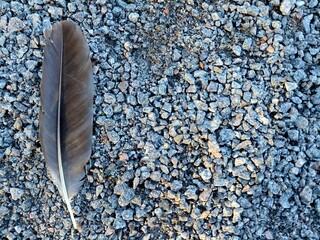 Single bird feather lying on grey gravel surface background with copy space © L1ppe